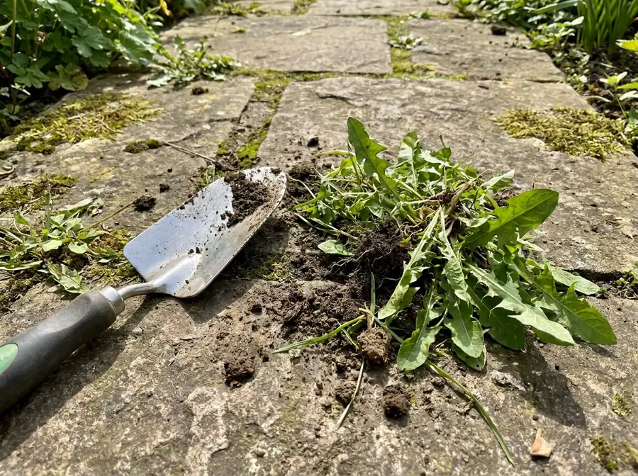 Sécateur et mauvaises herbes fraîchement arrachées sur une allée en pierre